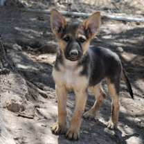 Thumbnail photo of Shepherd pup #1