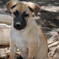 Thumbnail photo of Shepherd pup #3