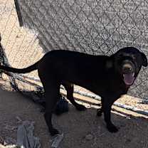 adopt-pet