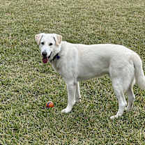 Thumbnail photo of Enzo #2