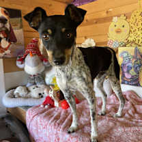 Thumbnail photo of Hopper #3