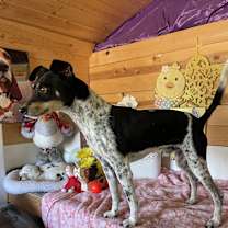 Thumbnail photo of Hopper #4