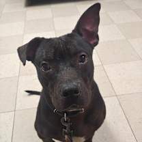 Thumbnail photo of Dobby #1