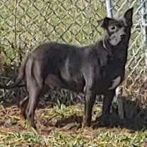 Thumbnail photo of Dobby #2