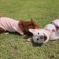 Thumbnail photo of Jinju #4