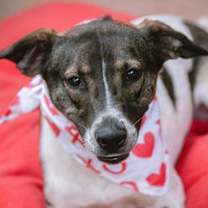 Thumbnail photo of Libra #1