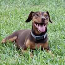 Thumbnail photo of COCO #1