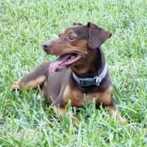 Thumbnail photo of COCO #2