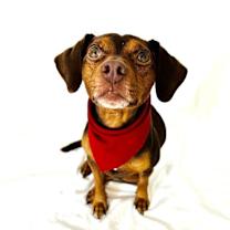 Thumbnail photo of COCO #3