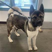 Thumbnail photo of Casper #1