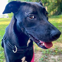 Thumbnail photo of Ginger (aka Boss Mama) #1
