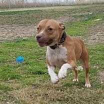 Thumbnail photo of Waffles #1