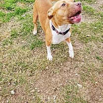 Thumbnail photo of Waffles #3