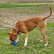 Thumbnail photo of Waffles #4