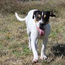 Thumbnail photo of Tess (Buckmaster) #1