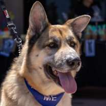 Thumbnail photo of Sammy #1