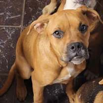 adopt-pet