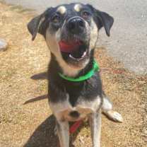 Thumbnail photo of Guppy #2