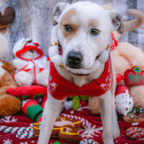 Thumbnail photo of Morgan #1