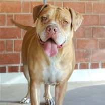 adopt-pet