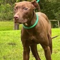 Thumbnail photo of Chocolate Shake(Coco) #2