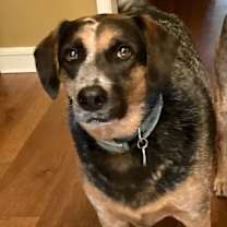 Thumbnail photo of Roxie (Courtesy Listing) #2