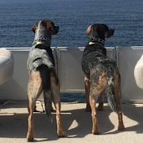 Thumbnail photo of Roxie (Courtesy Listing) #3