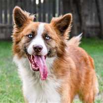 Thumbnail photo of Phoebe #3