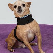 Thumbnail photo of Rudolph #4