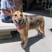 Thumbnail photo of Cricket #3