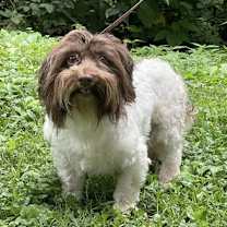 Thumbnail photo of Franklin/ADOPTED #3