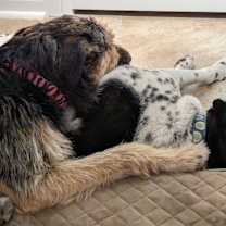 Thumbnail photo of Kulfi #4