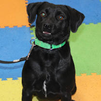 Thumbnail photo of Murphy #1