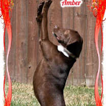 Thumbnail photo of Amber #3