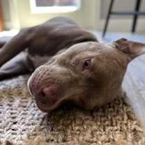 Thumbnail photo of Grady #1