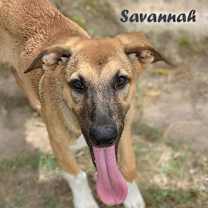 Thumbnail photo of Savannah #3