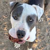 Thumbnail photo of GABE #3