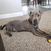 Thumbnail photo of Hercules #1