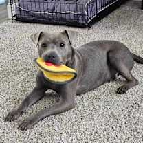 Thumbnail photo of Hercules #3