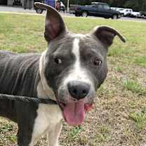 Thumbnail photo of Goliath #1