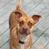 Thumbnail photo of Molly #2