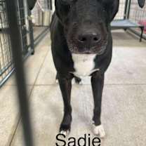 Thumbnail photo of Sadie #1
