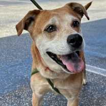 Thumbnail photo of Nala (fka Ms.Tanner) #1