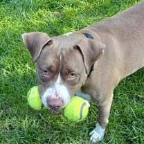 Thumbnail photo of Willow #2