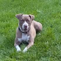 Thumbnail photo of Willow #3