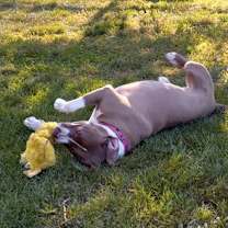 Thumbnail photo of Willow #4