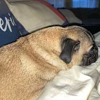 Thumbnail photo of Jake #2