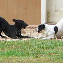 Thumbnail photo of LAYLA #2