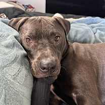 Thumbnail photo of Logan - AVAILABLE #4