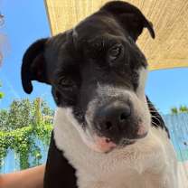 Thumbnail photo of Pumpernickel #1
